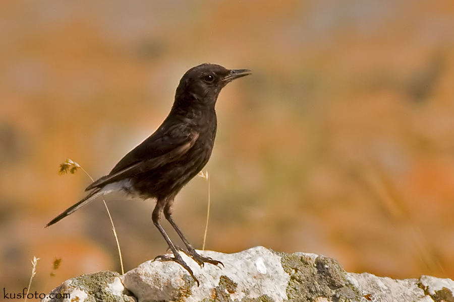 Mourning Wheatear