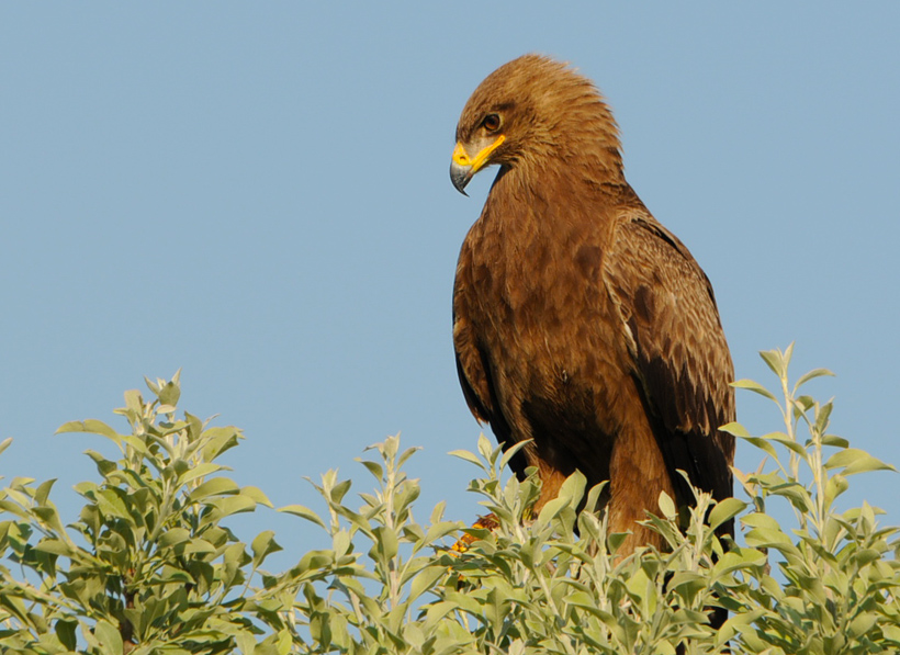 Lesser Spotted Eagle