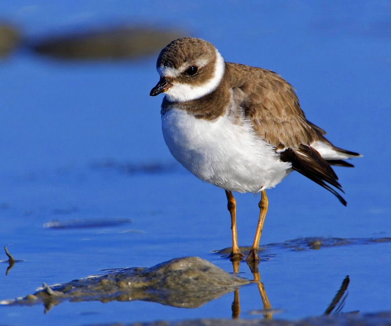Common Ringed Plover