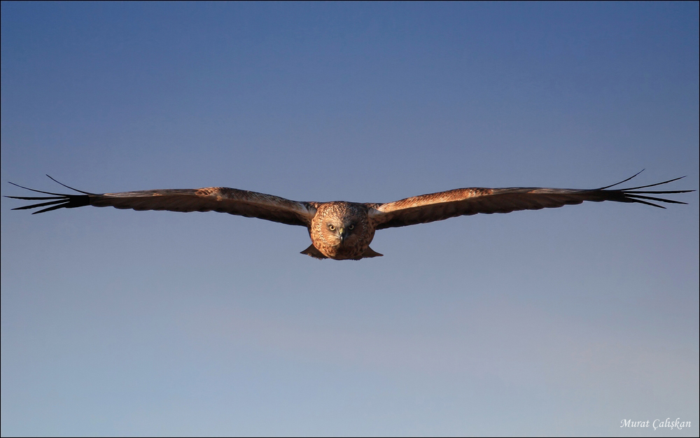 Western Marsh Harrier