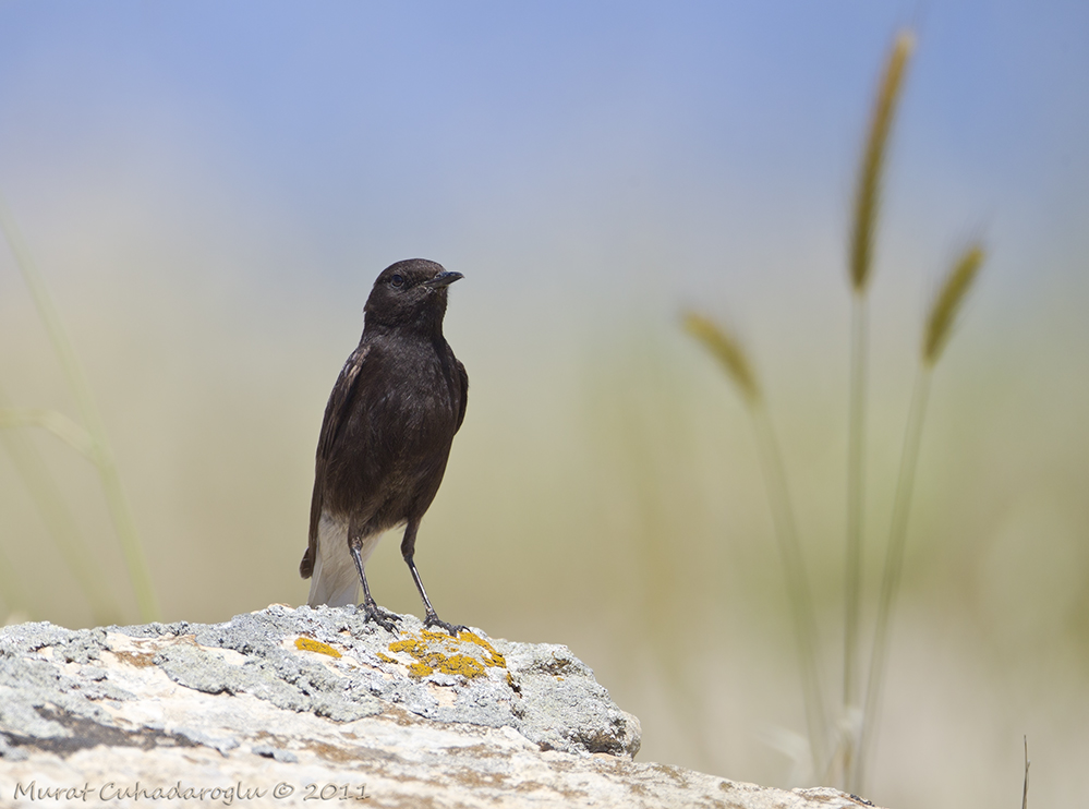 Mourning Wheatear
