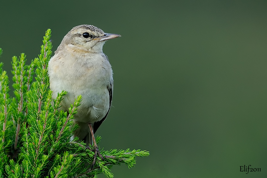 Tawny Pipit