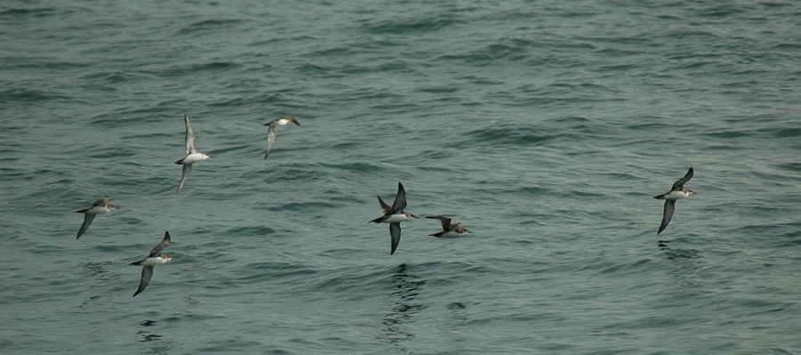 Yelkouan Shearwater