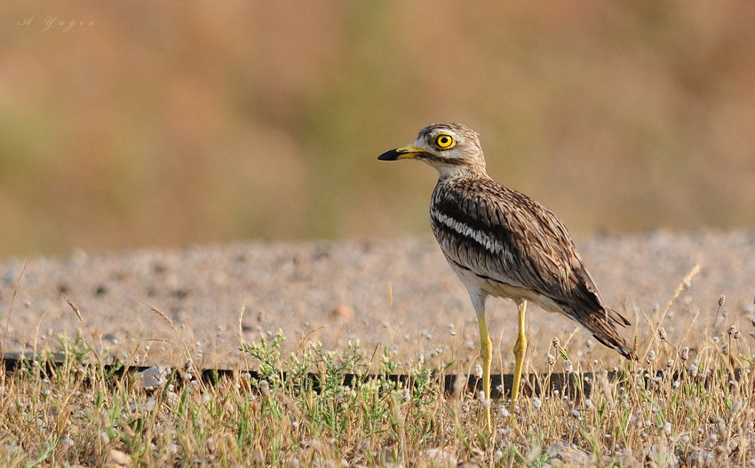 Eurasian Stone-curlew
