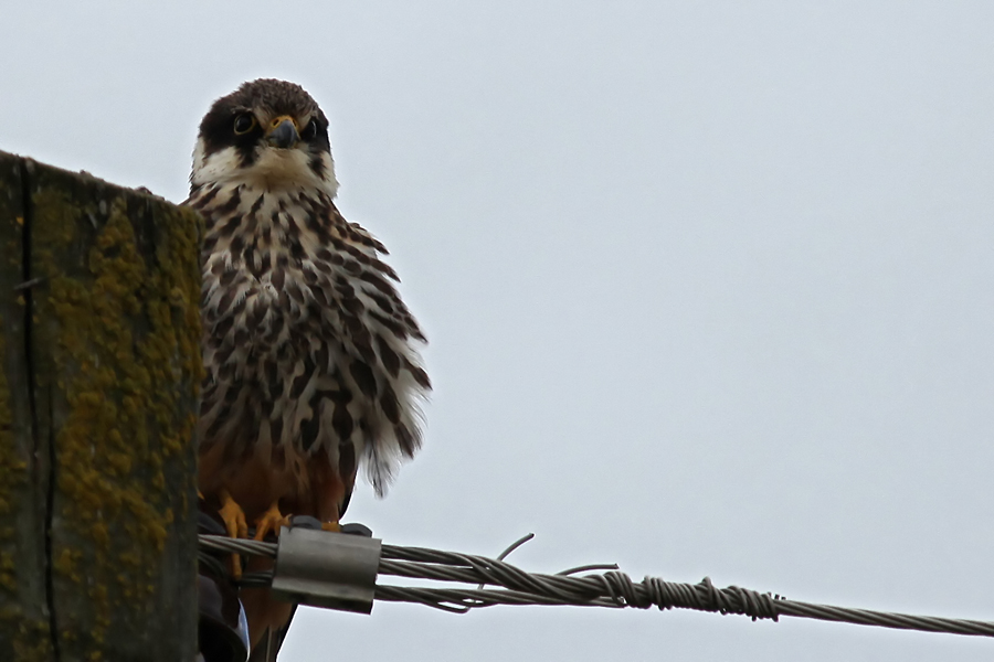 Eurasian Hobby