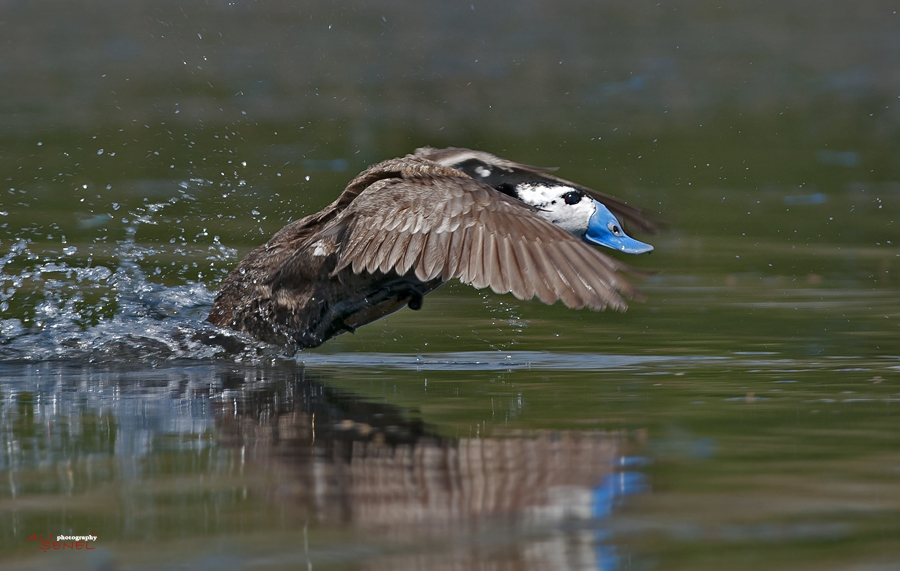 White-headed Duck