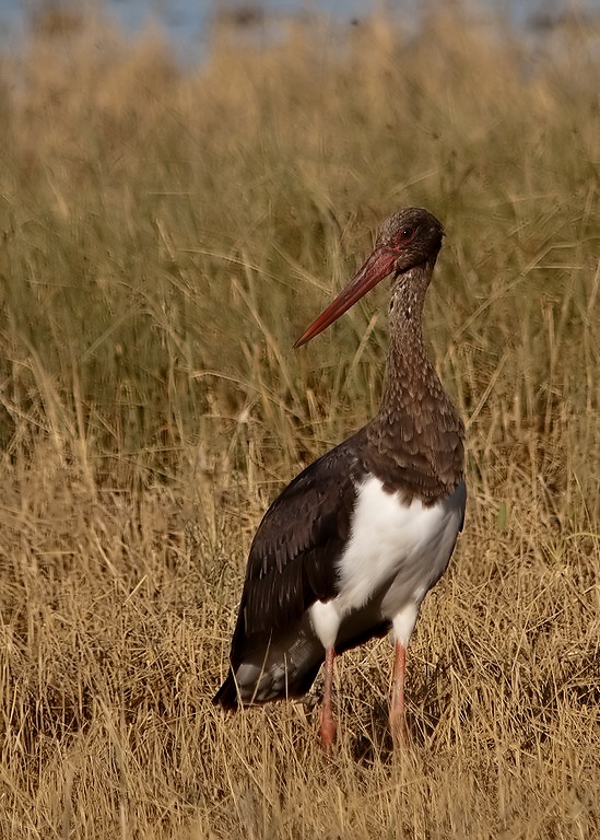 Black Stork