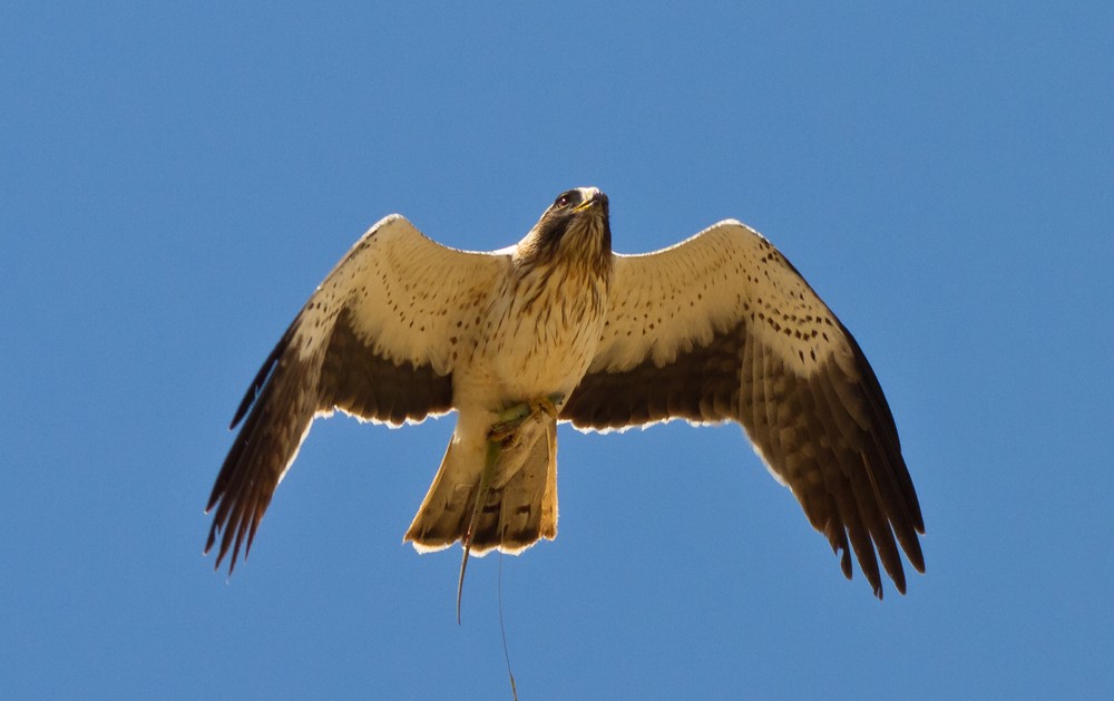 Booted Eagle