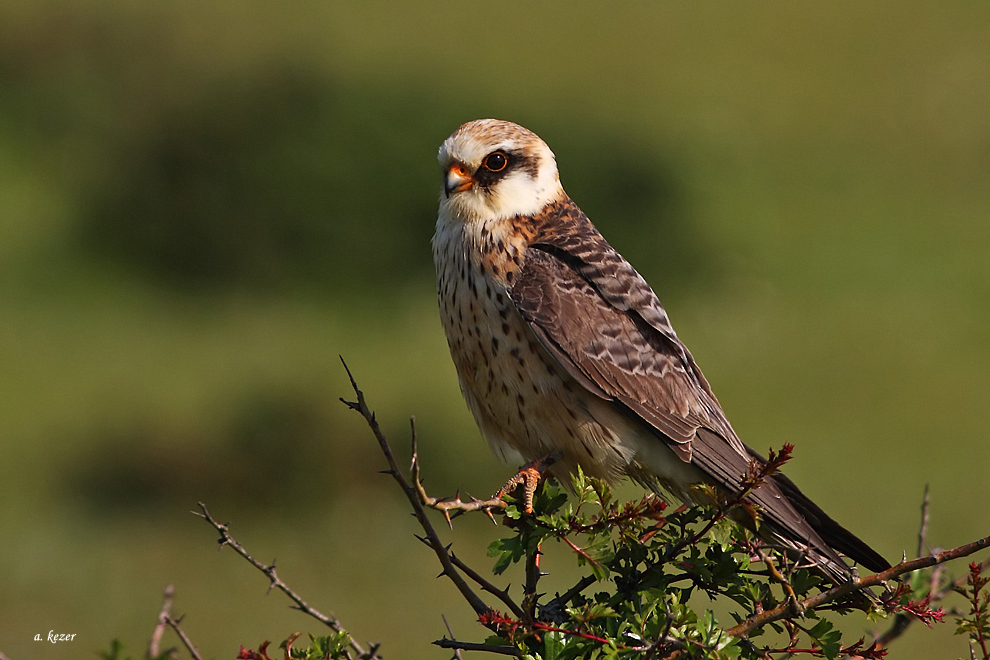 Red-footed Falcon