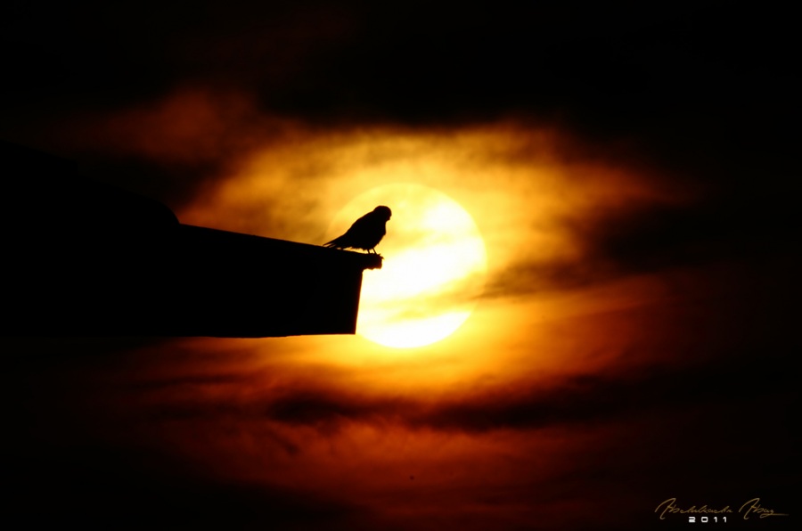Common Kestrel