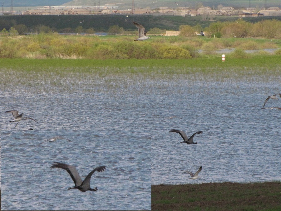 Demoiselle Crane