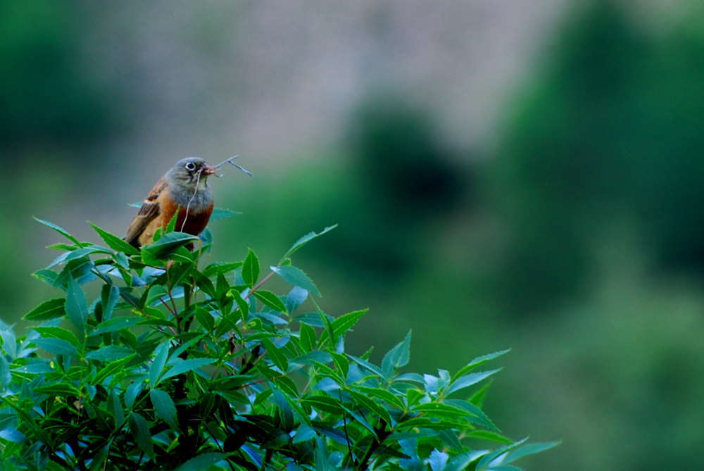 Ortolan Bunting