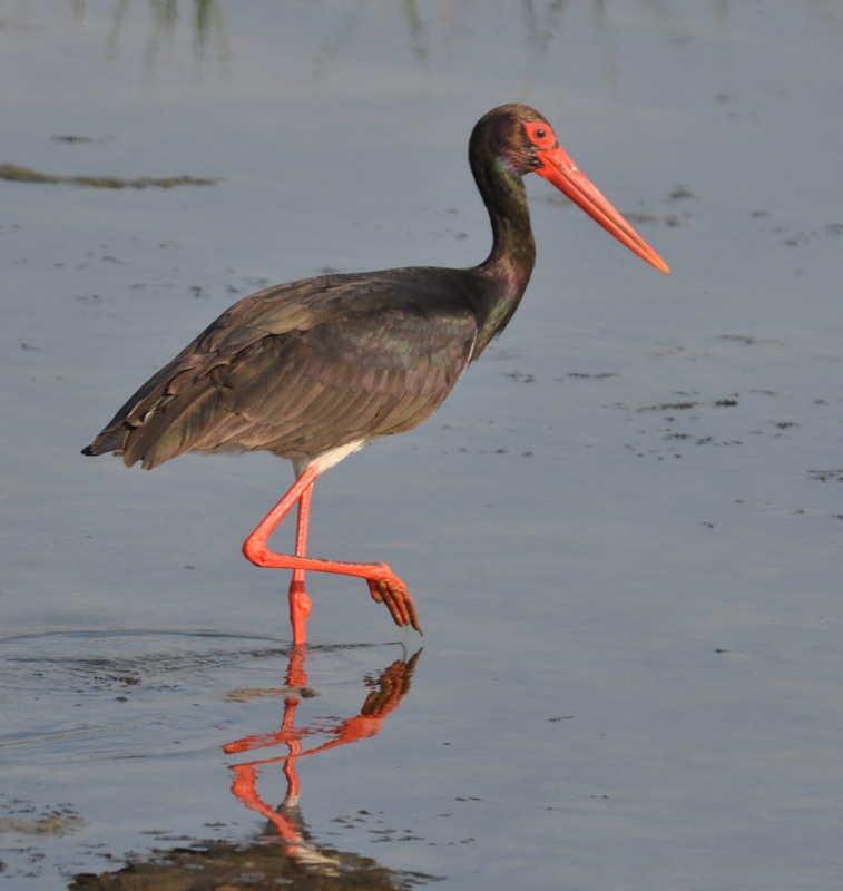 Black Stork