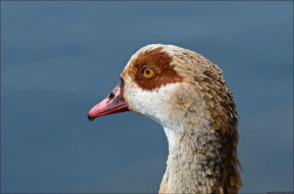 Egyptian Goose