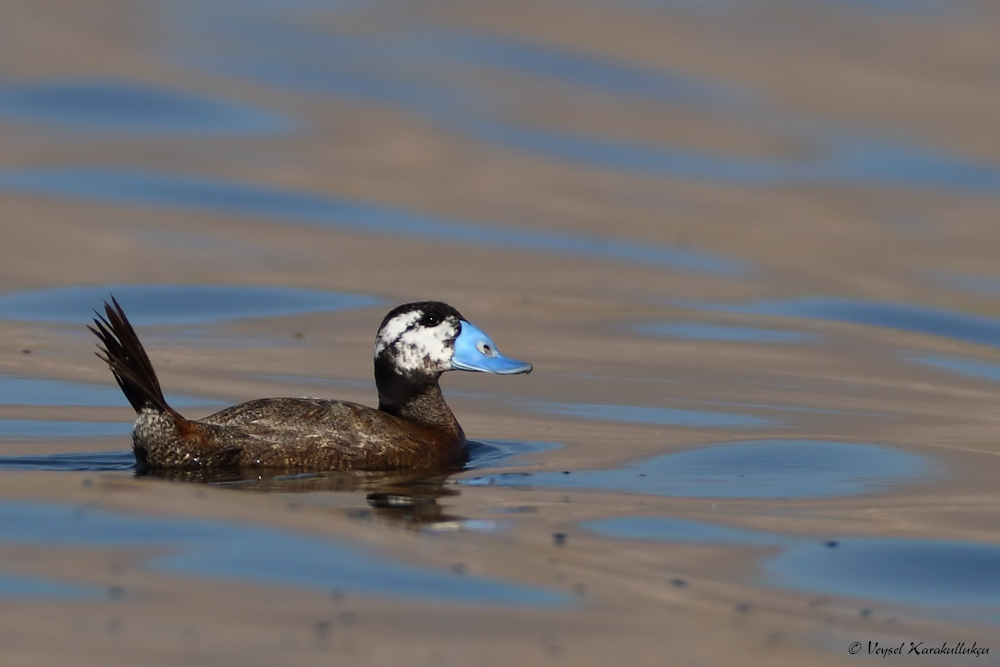 White-headed Duck