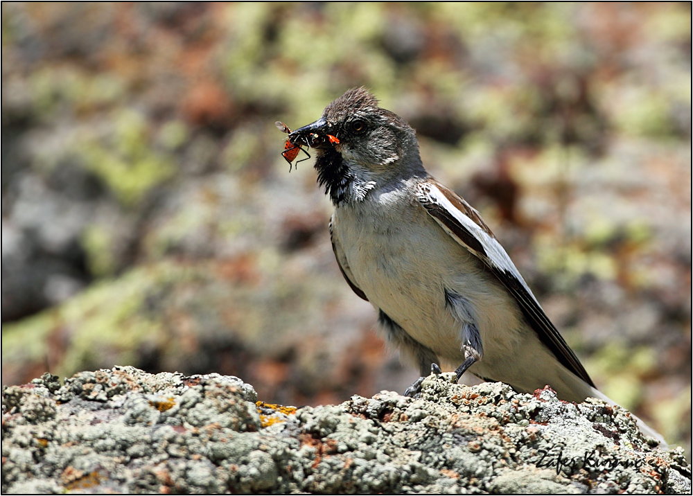 White-winged Snowfinch
