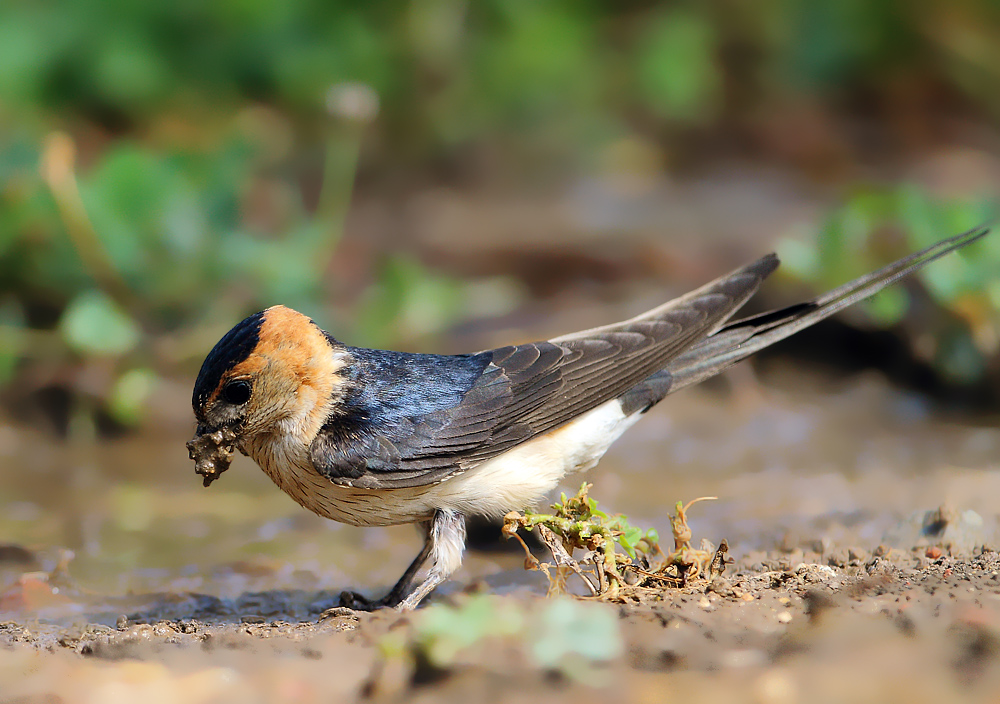 European Red-rumped Swallow
