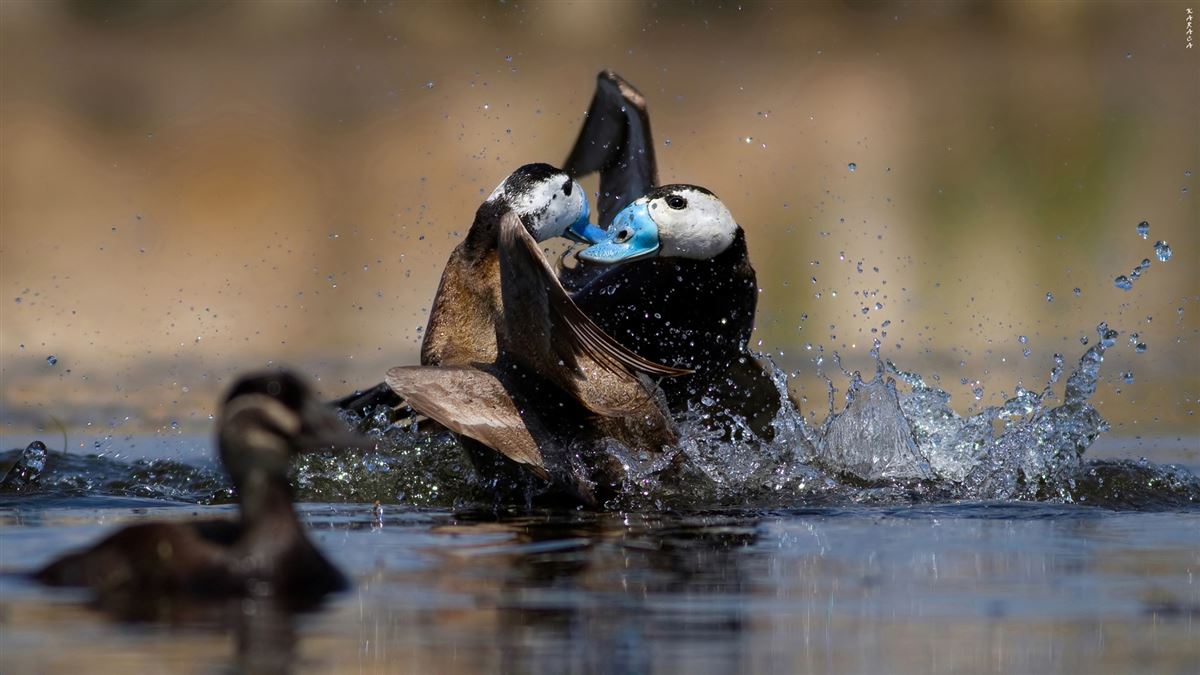 White-headed Duck