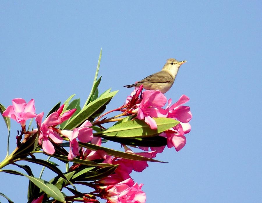 Eastern Olivaceous Warbler