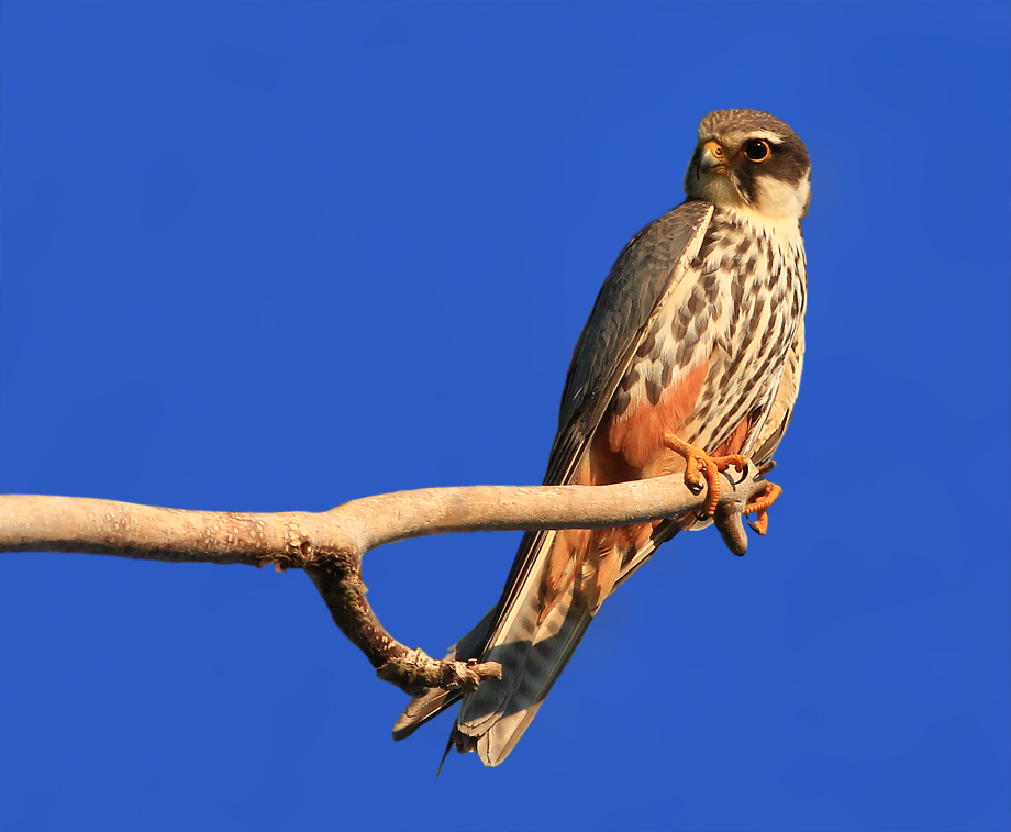 Eurasian Hobby