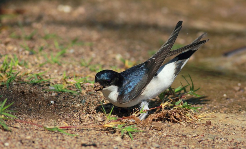 Western House Martin