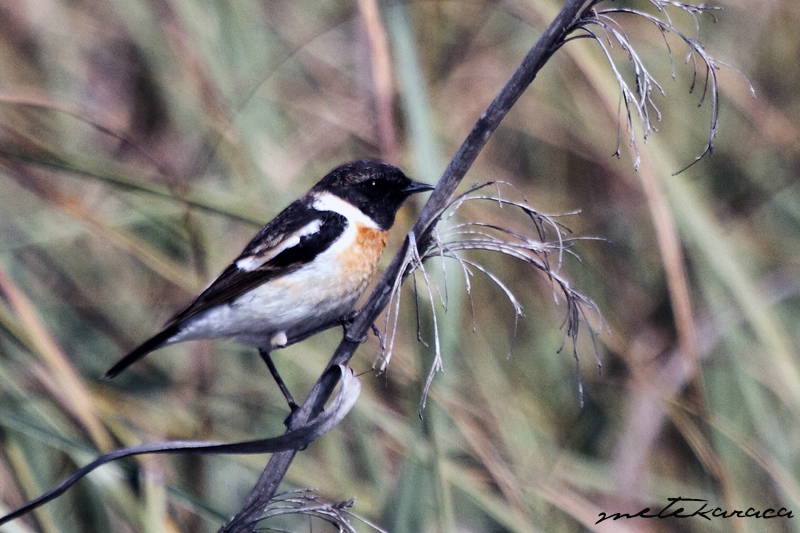 Siberian Stonechat