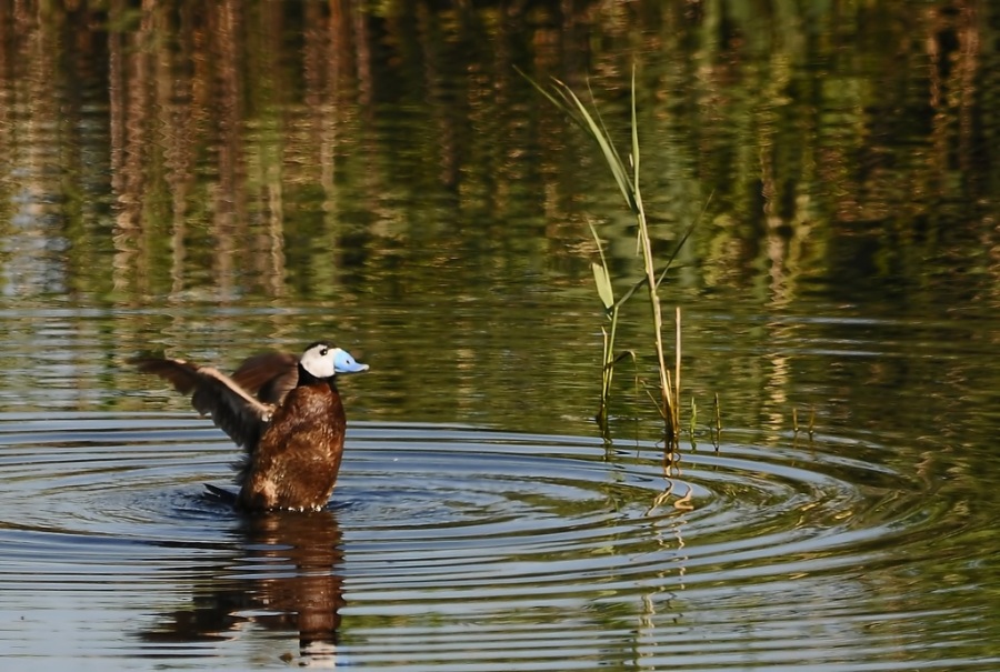 White-headed Duck