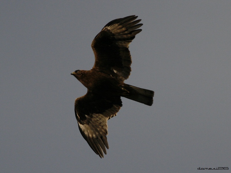 Booted Eagle