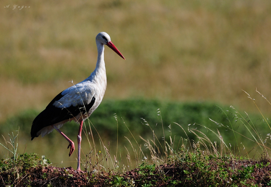 White Stork