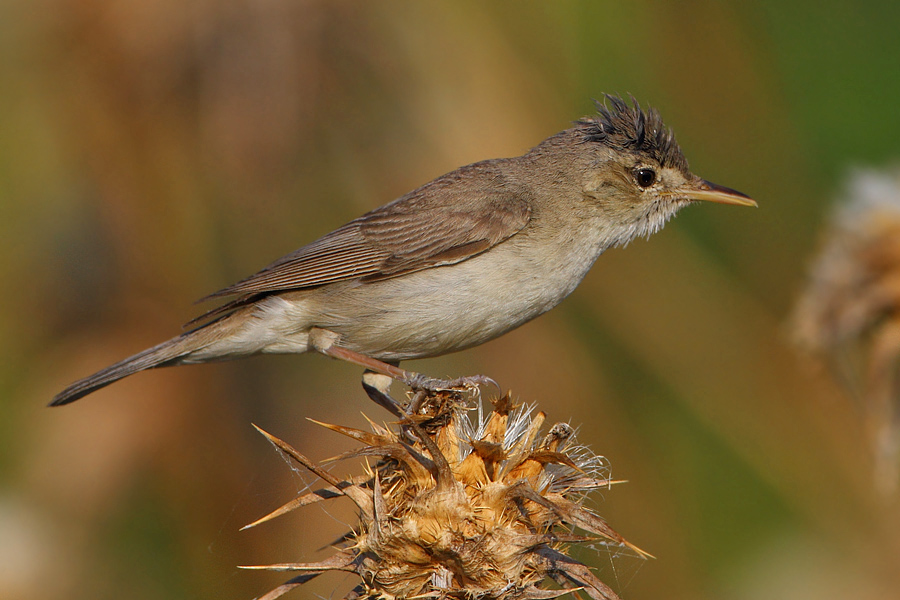 Eastern Olivaceous Warbler