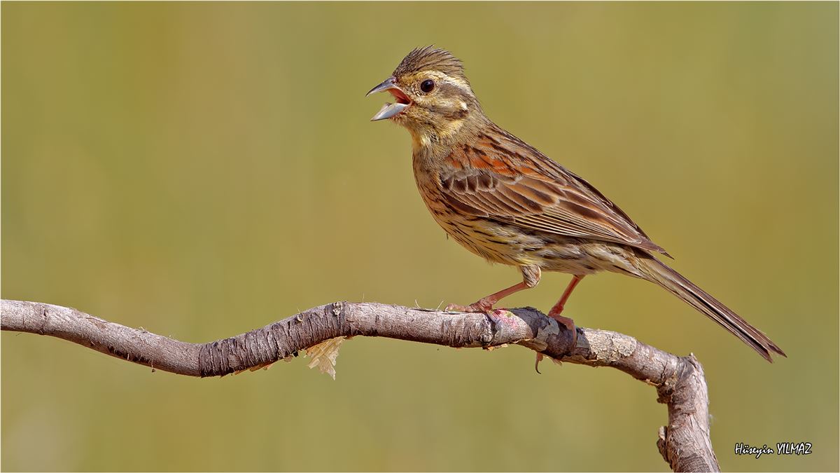 Cirl Bunting