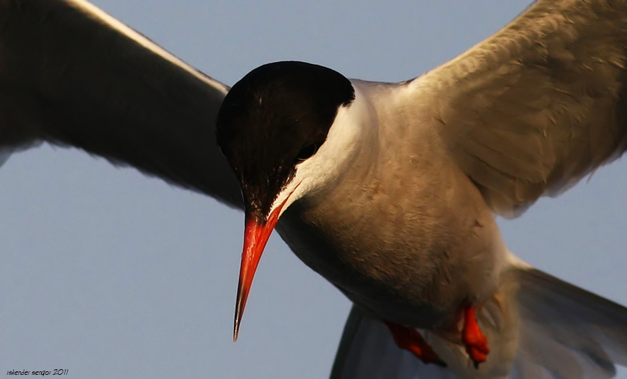 Common Tern