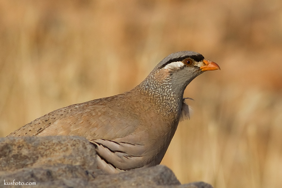 See-see Partridge