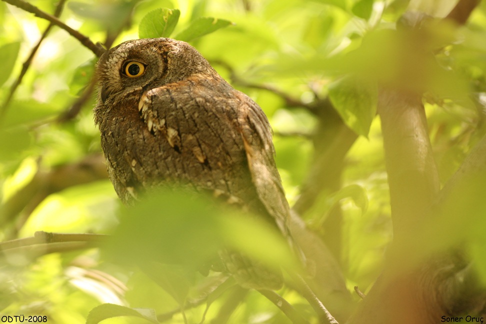 Eurasian Scops Owl