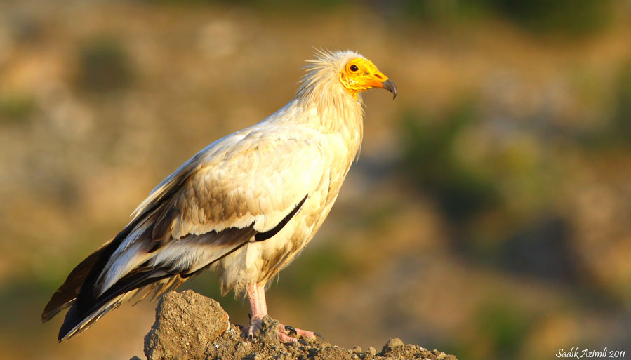 Egyptian Vulture