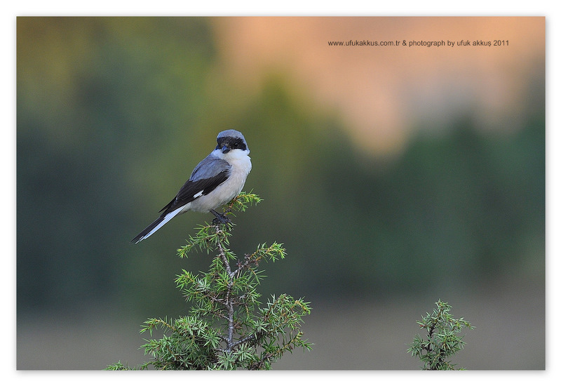 Lesser Grey Shrike