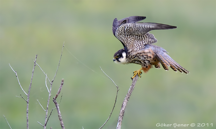 Eurasian Hobby
