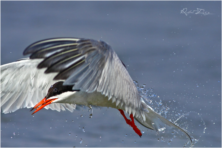 Common Tern