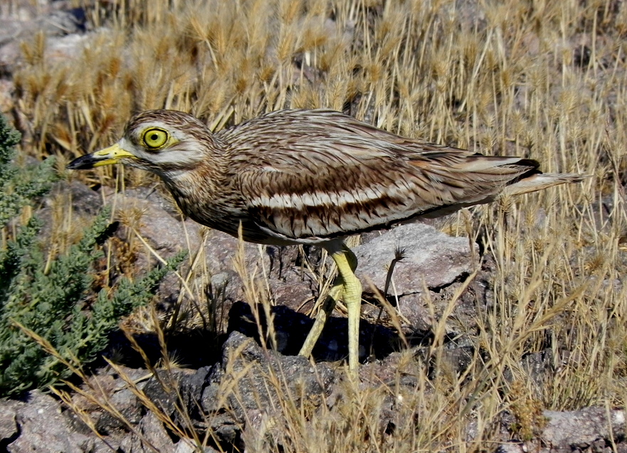 Eurasian Stone-curlew