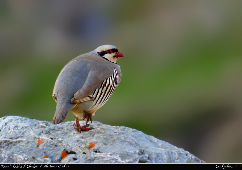 Chukar Partridge