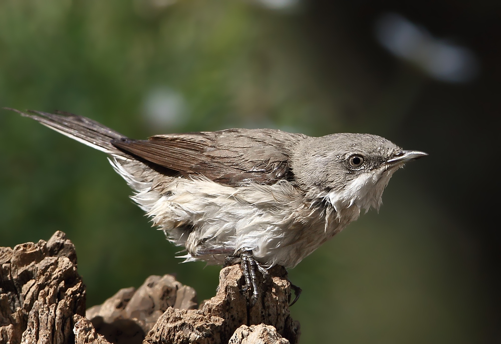 Lesser Whitethroat
