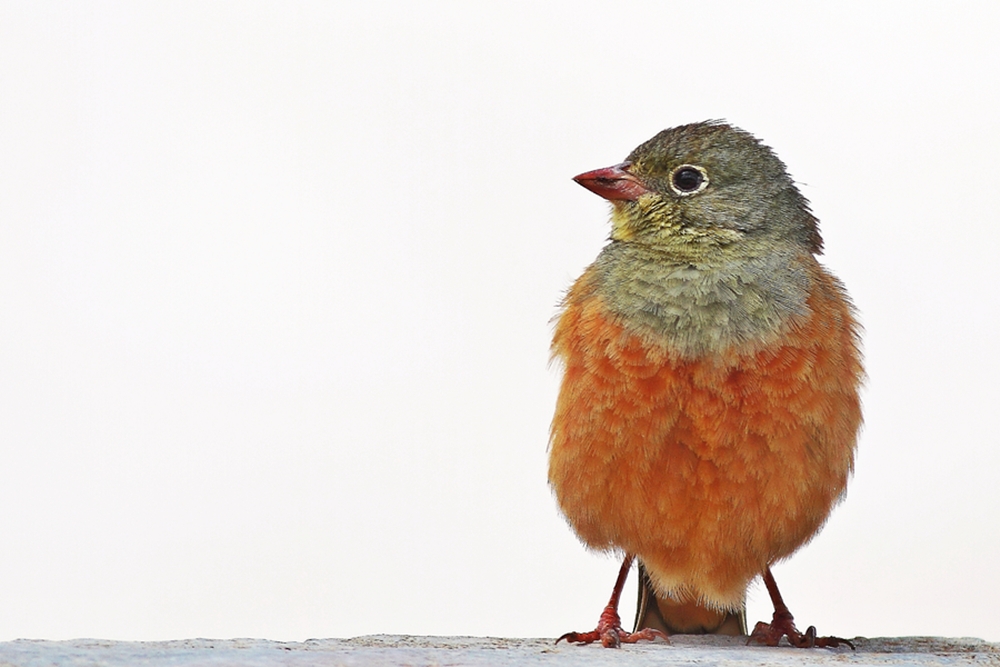 Ortolan Bunting