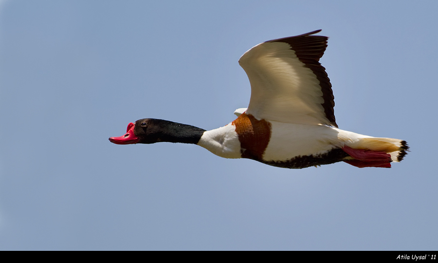 Common Shelduck