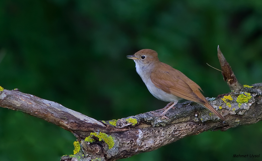 Common Nightingale