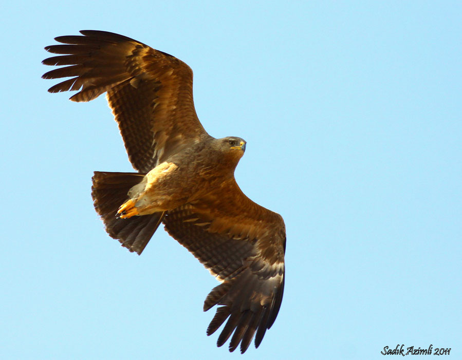 Lesser Spotted Eagle