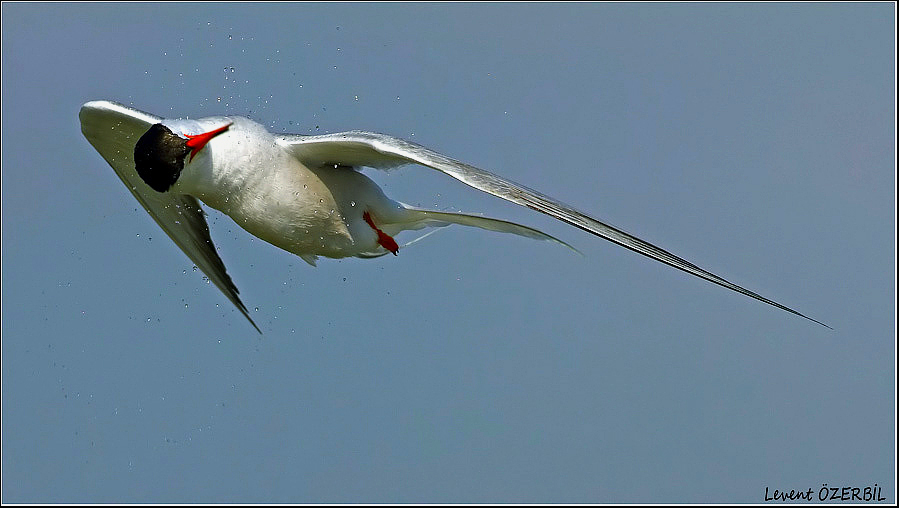 Common Tern