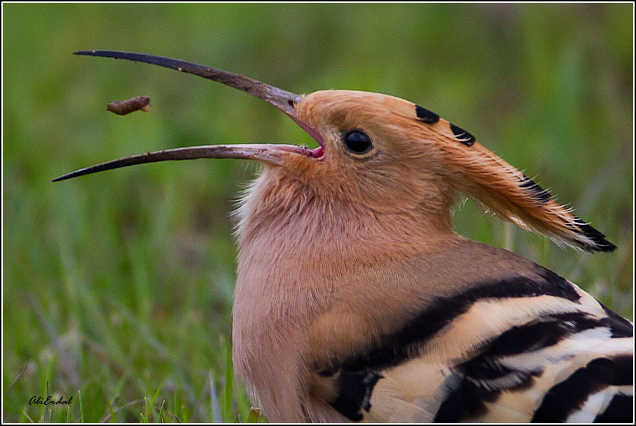 Common Hoopoe
