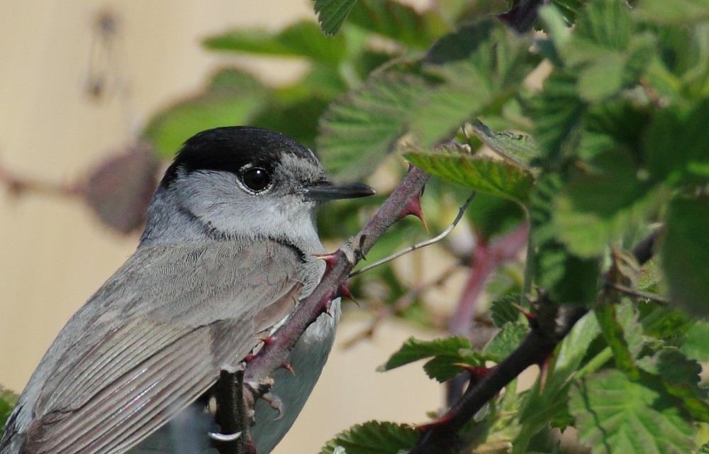 Eurasian Blackcap