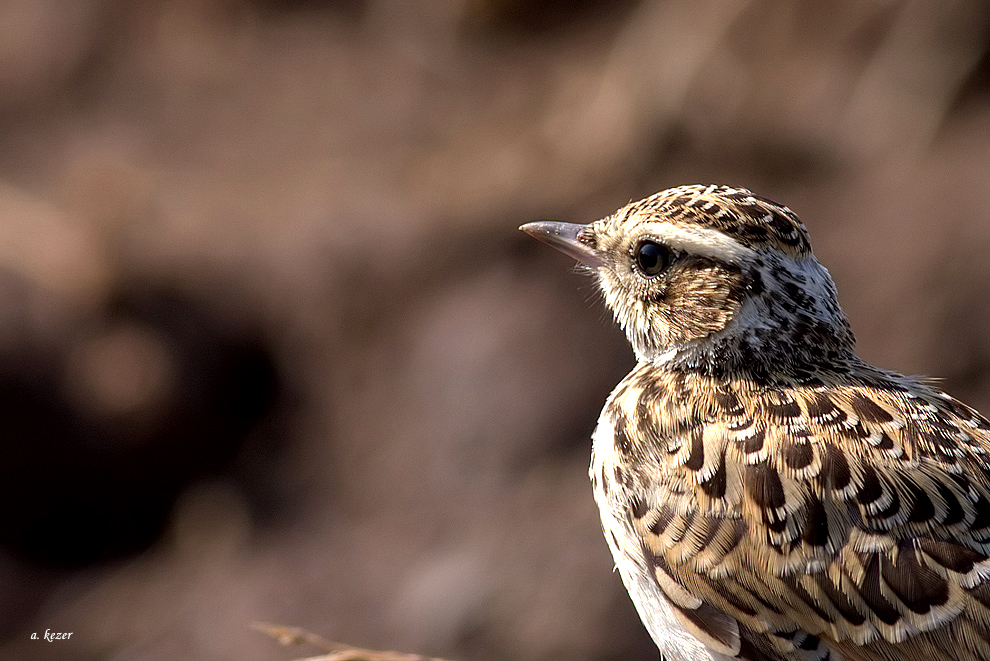 Woodlark