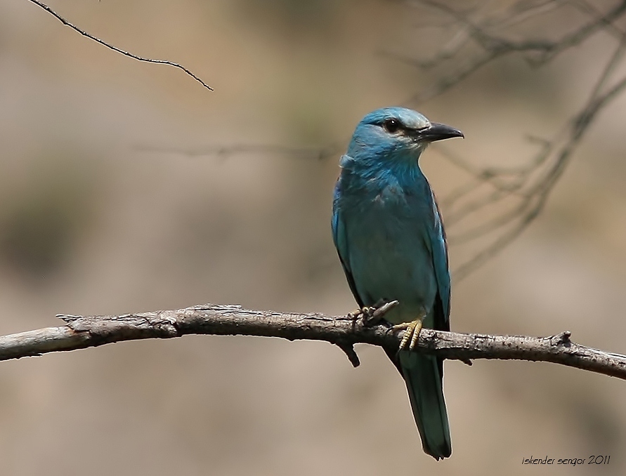 European Roller